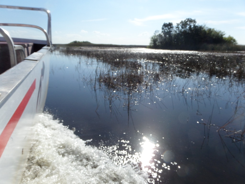 Everglades in Florida