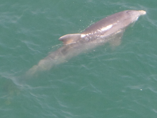 Delphin vor port canaveral
