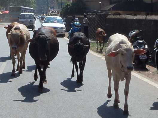 Heilige Kühe in Goa